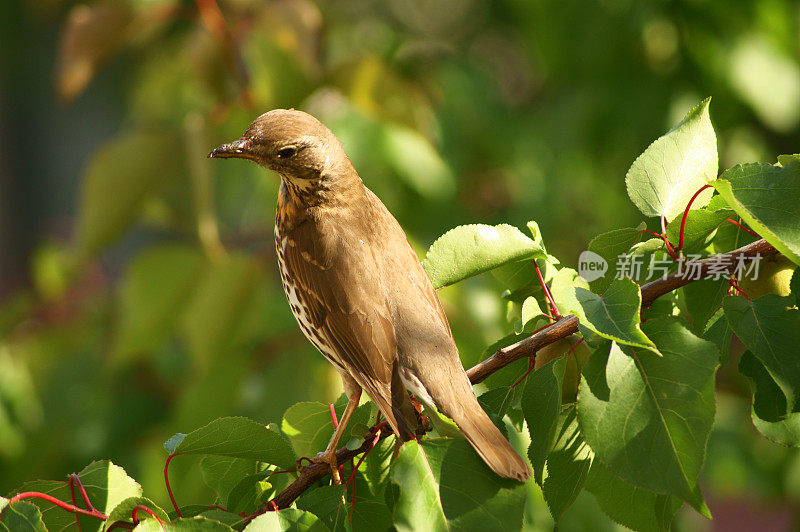 歌鸫(Turdus philomelos)